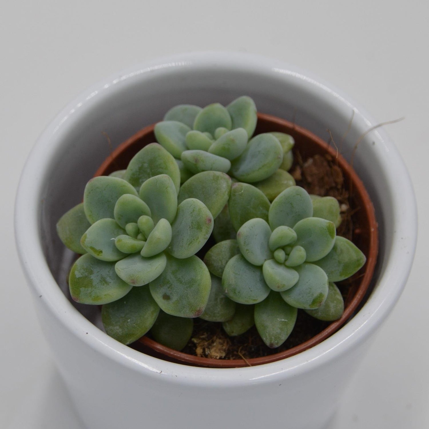 Sedum clavatum - 5,5cm