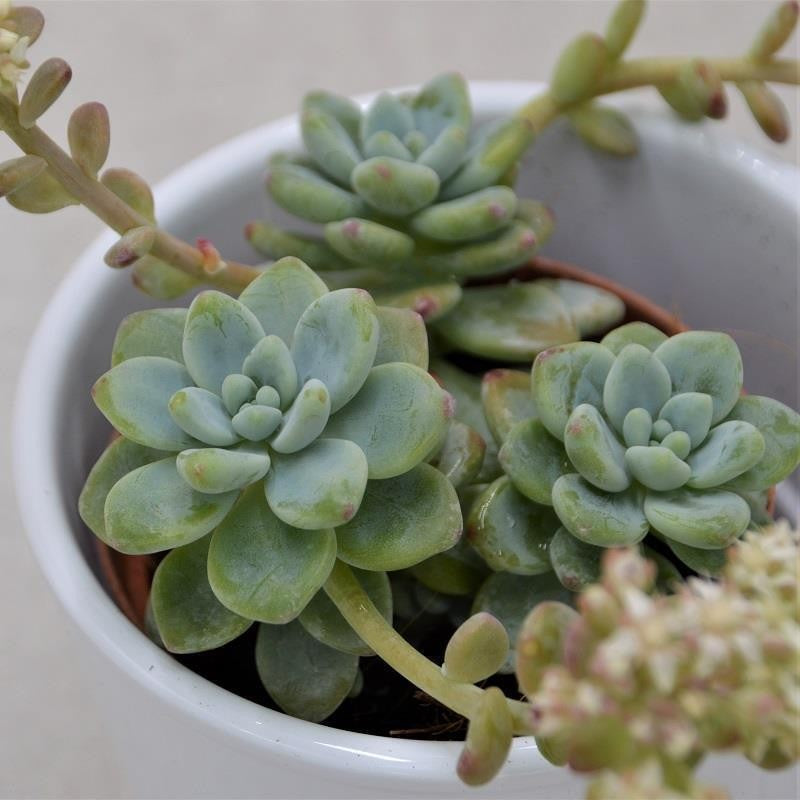 Sedum clavatum - 8,5cm