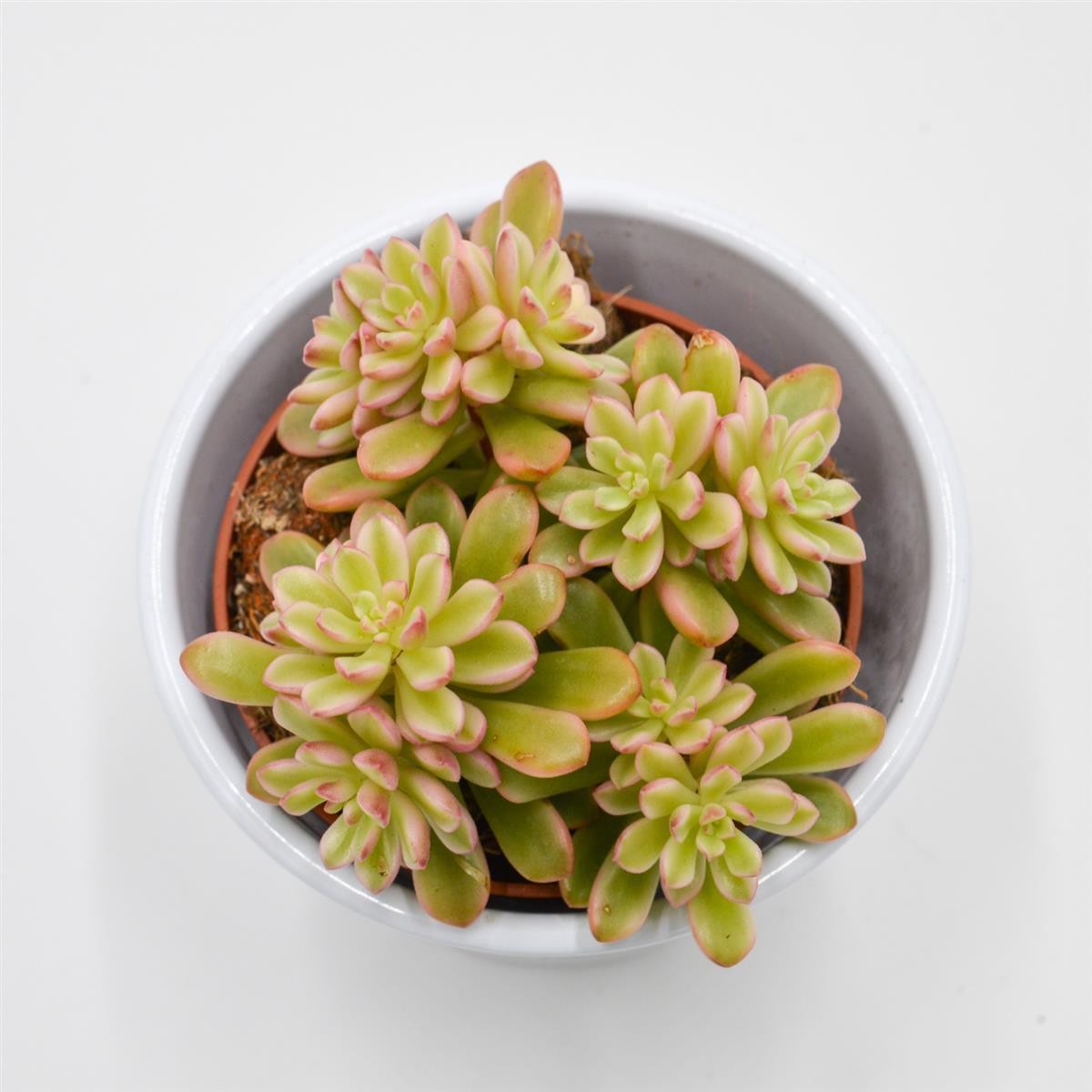 Sedum Joyce Tulloch f. variegata - 8,5cm