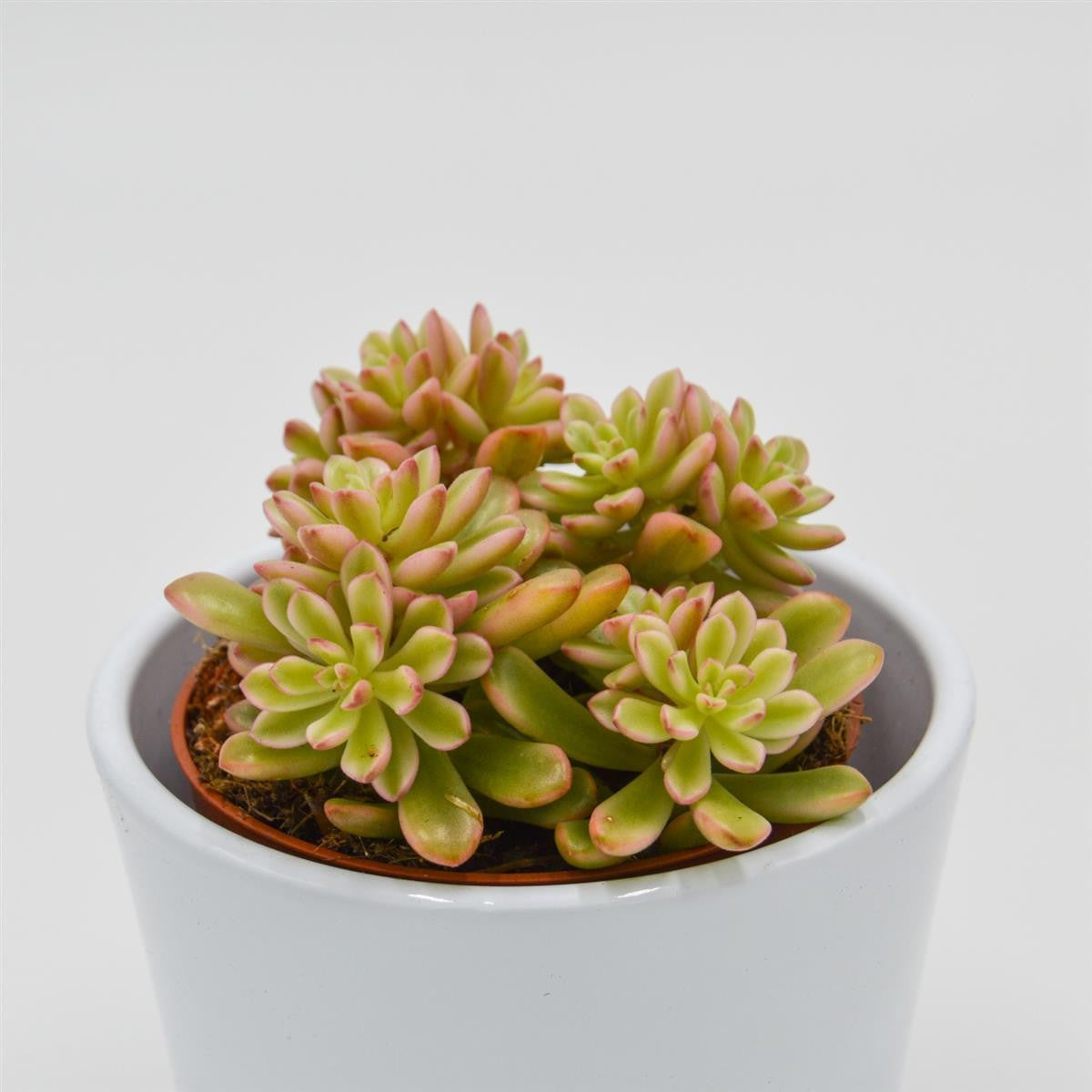 Sedum Joyce Tulloch f. variegata - 8,5cm