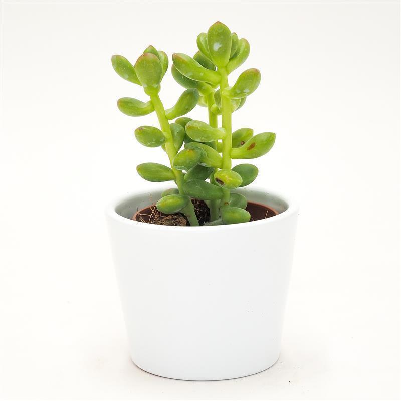 Sedum lucidum - 5,5cm