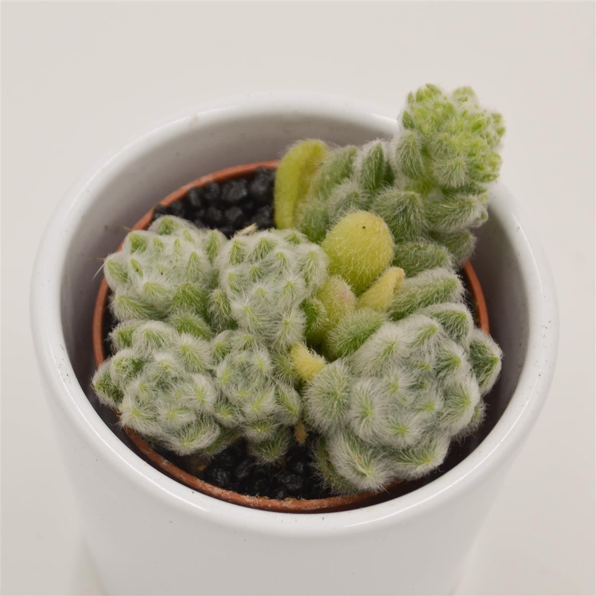 Sedum mocinianum - 5,5cm