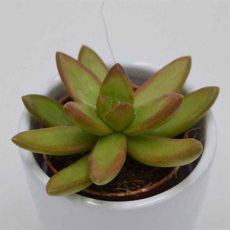 Sedum nussbaumerianum - 5,5cm