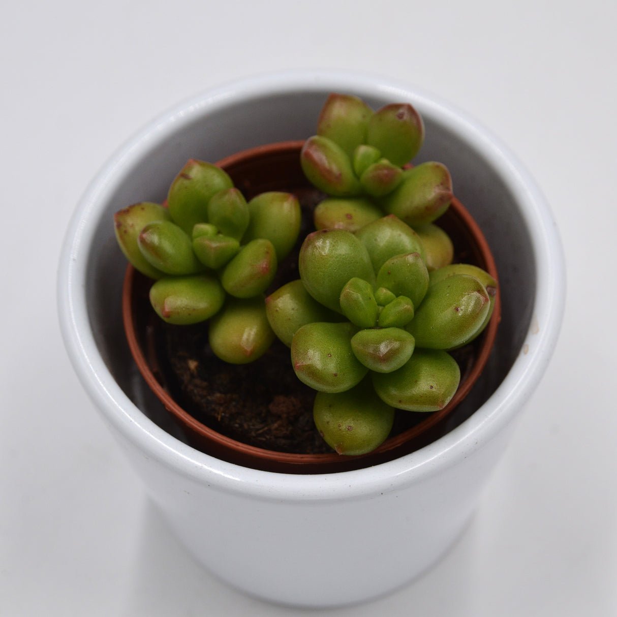 Sedum Red Coral - 5,5cm