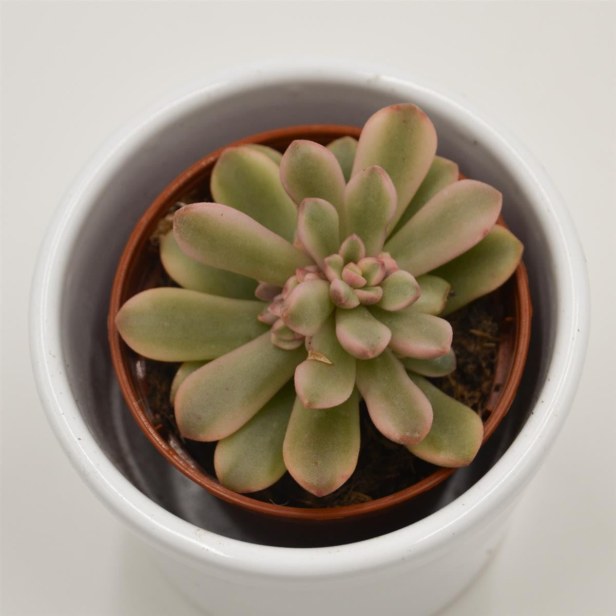 Sedum rubrotinctum f. variegata - 5,5cm