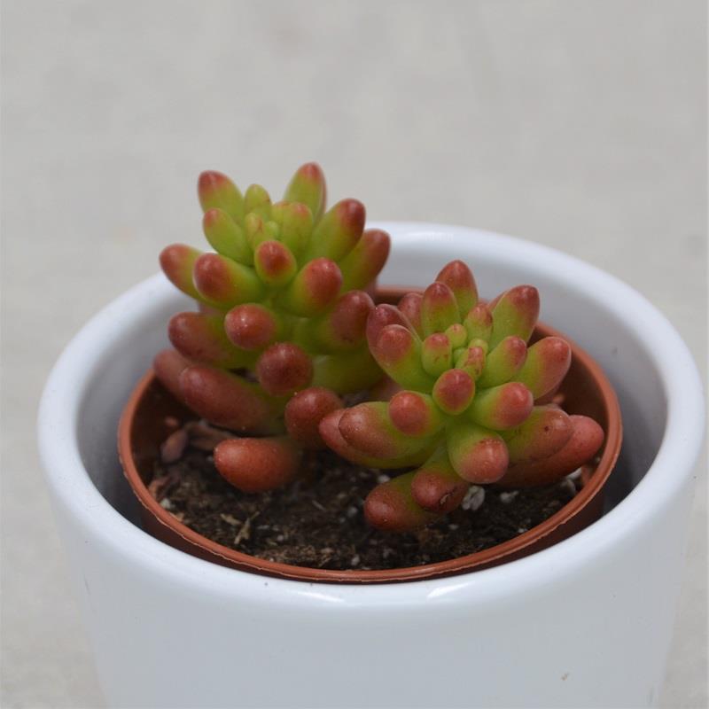 Sedum rubrotinctum - 5,5cm