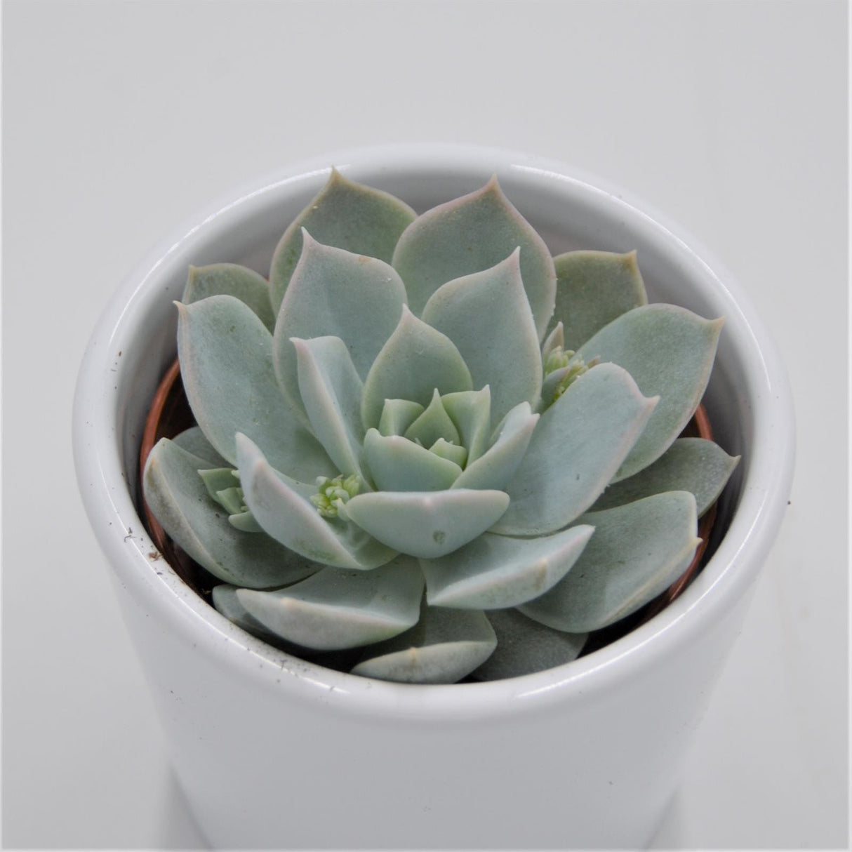 Sedum suaveolens - 6cm