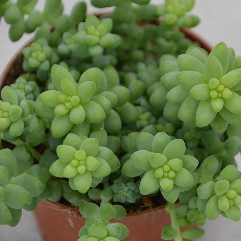 Sedum burrito - 12cm