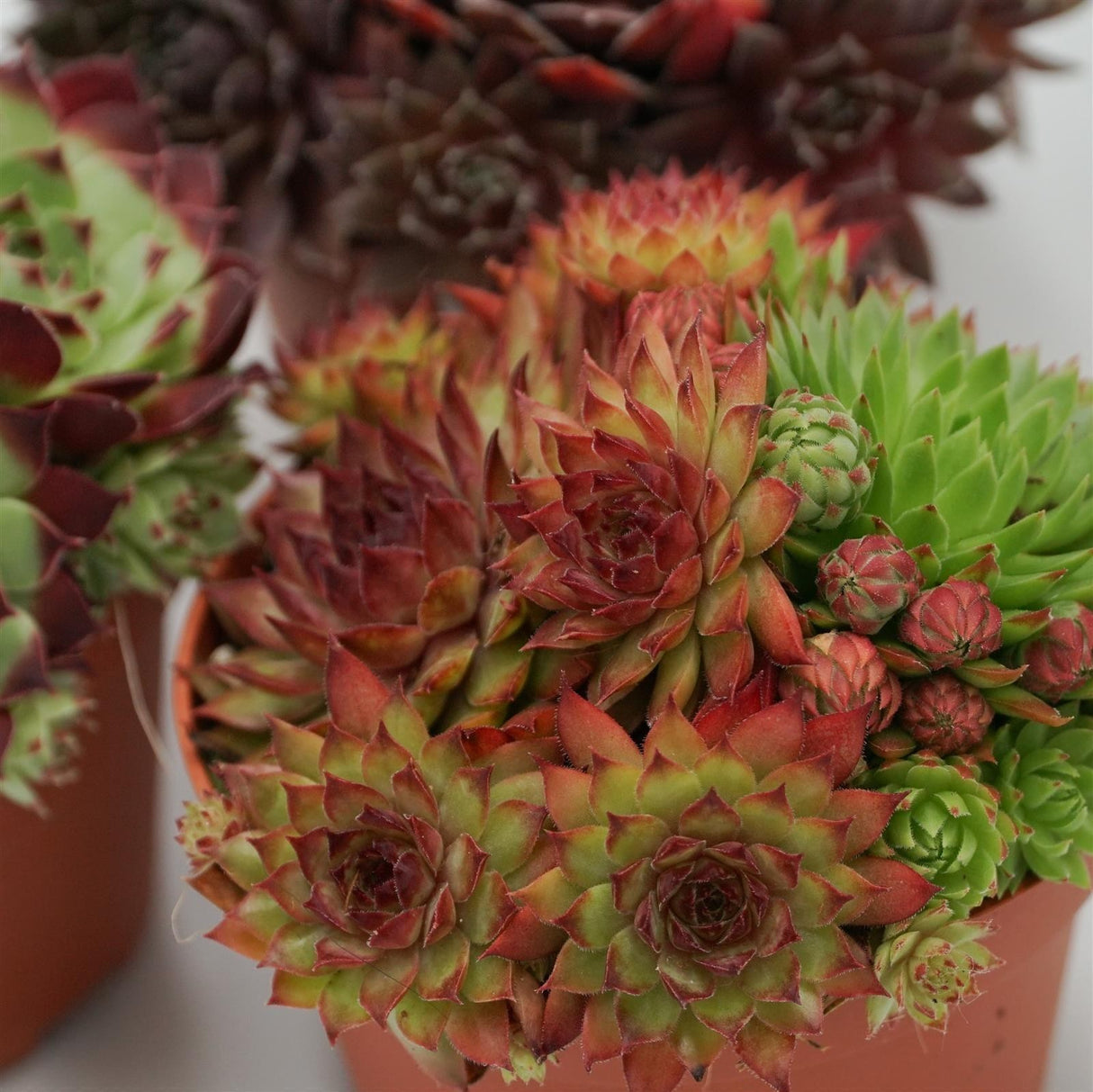 Sempervivum Mix 3 Stück