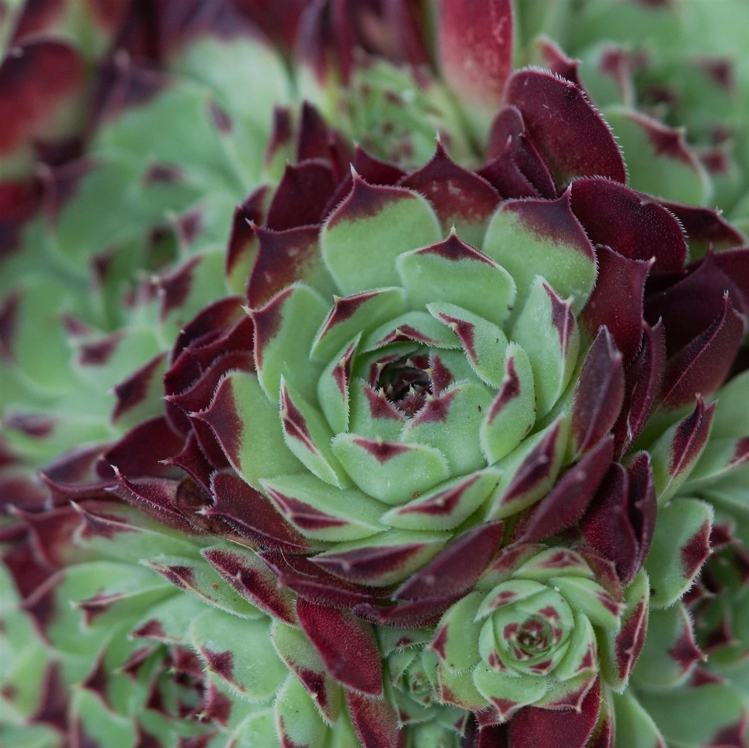 Sempervivum Mix 3 Stück