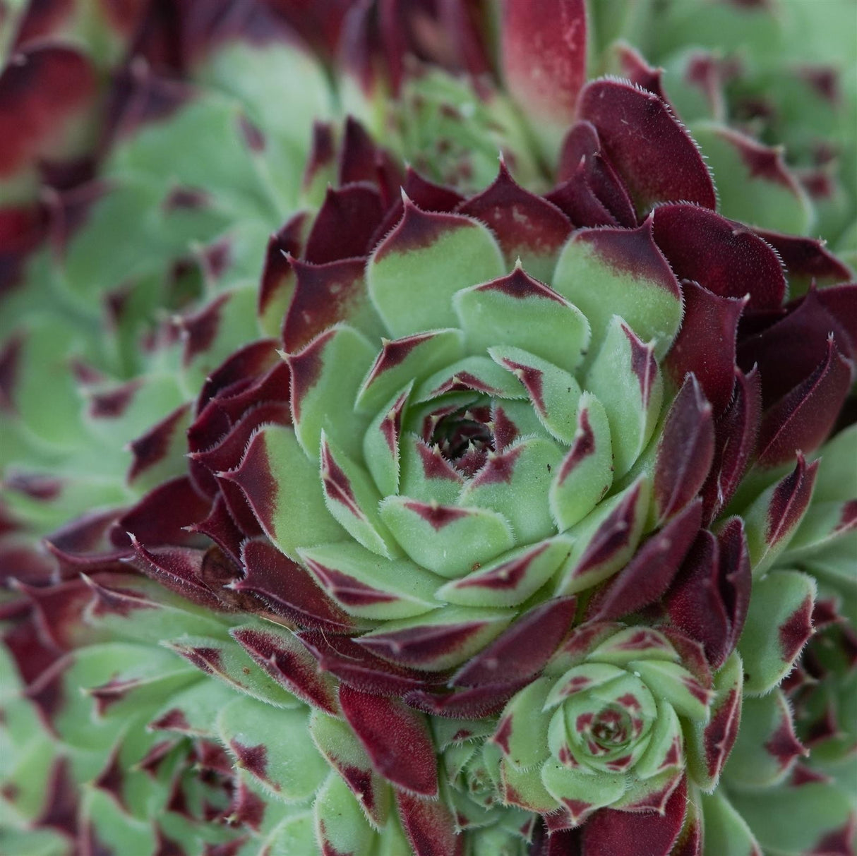 Sempervivum Mix 3 Stück