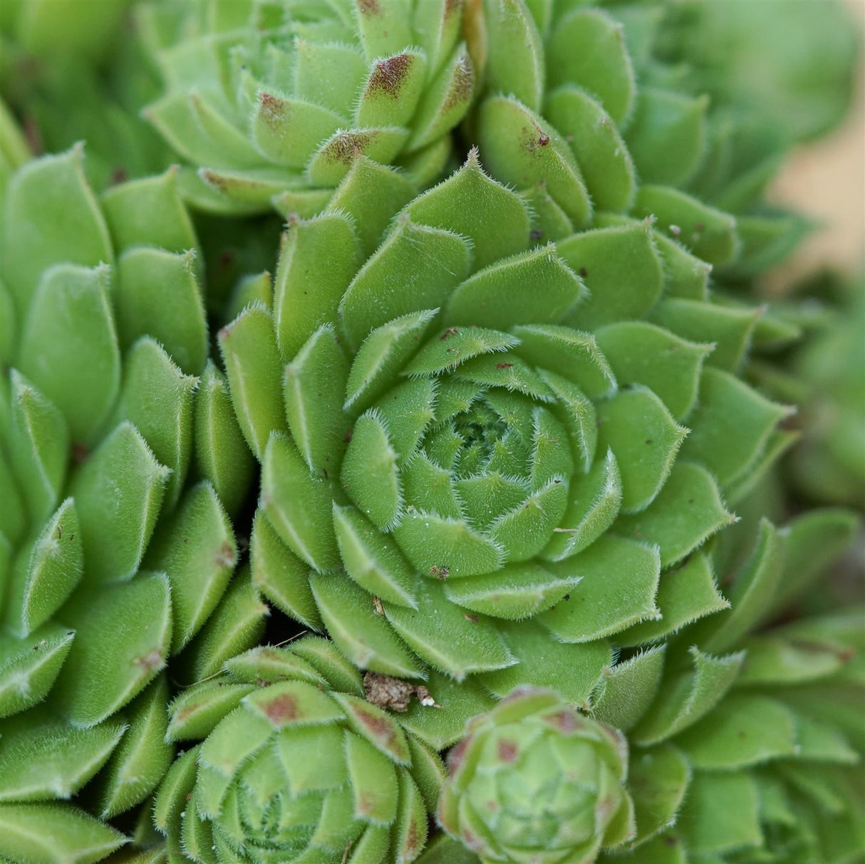 Sempervivum Mix 3 Stück