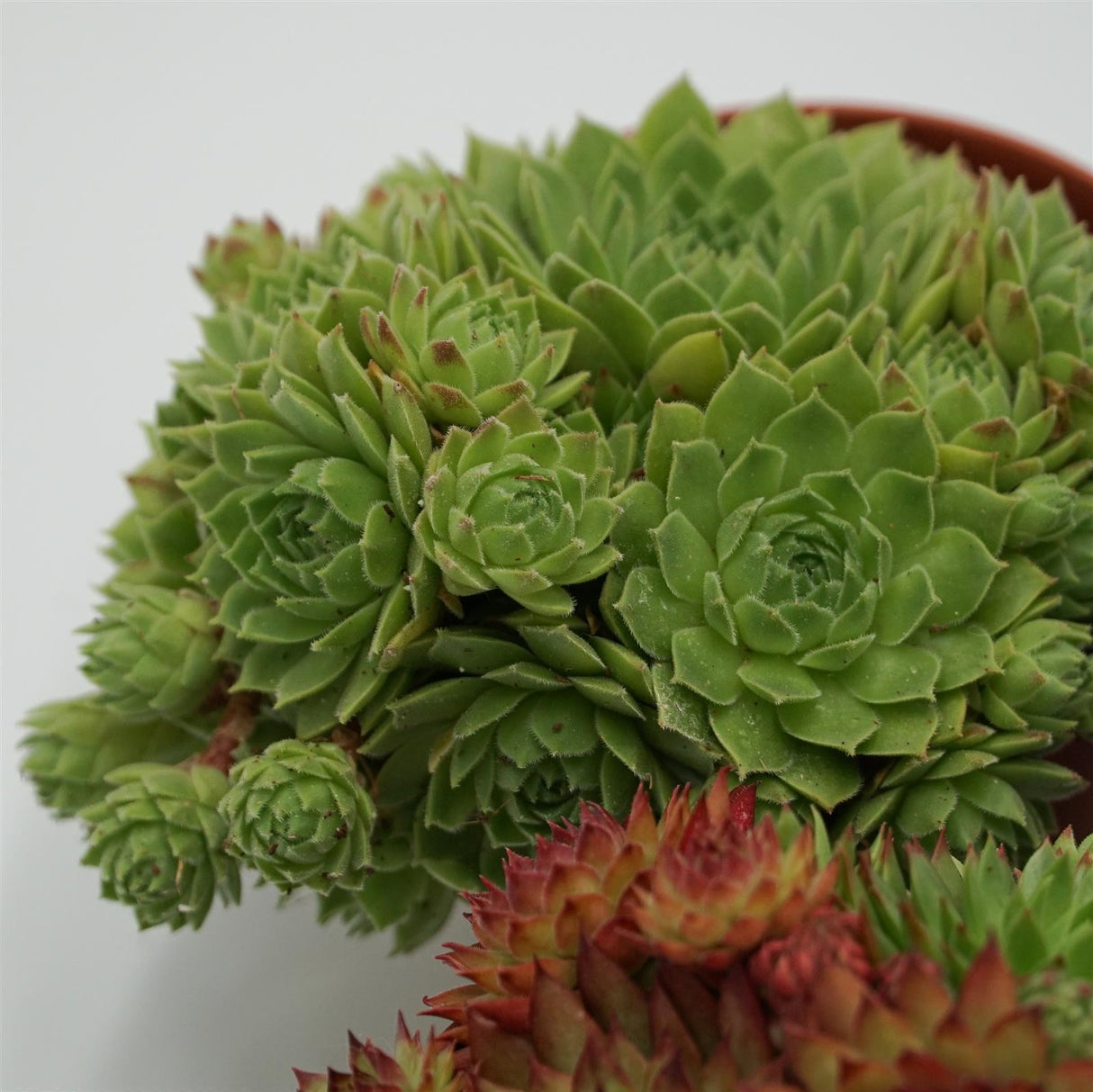 Sempervivum Mix 3 Stück
