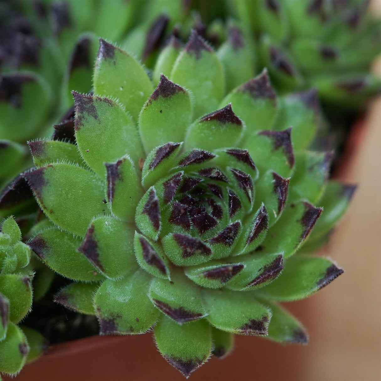 Sempervivum Mix 3 Stück