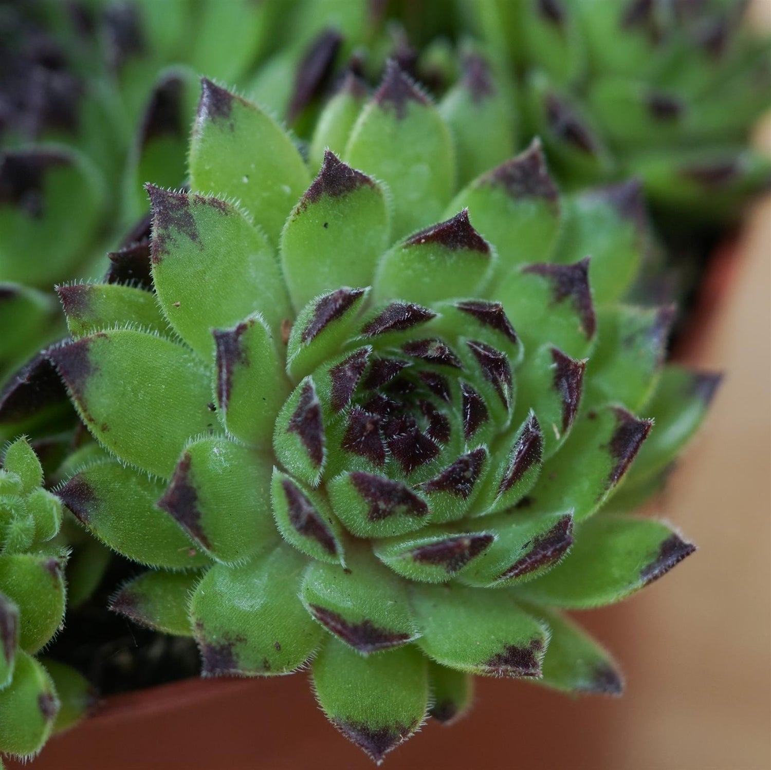 Sempervivum Mix 3 Stück