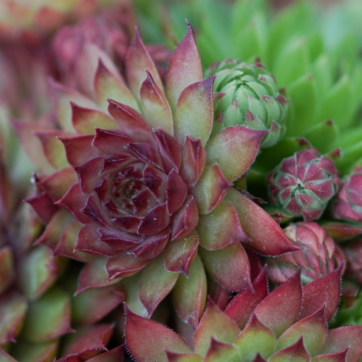Sempervivum Mix 3 Stück
