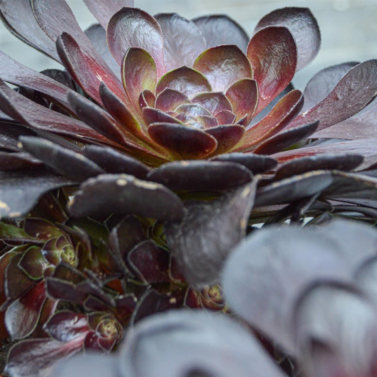 x Semponium Destiny - 17cm