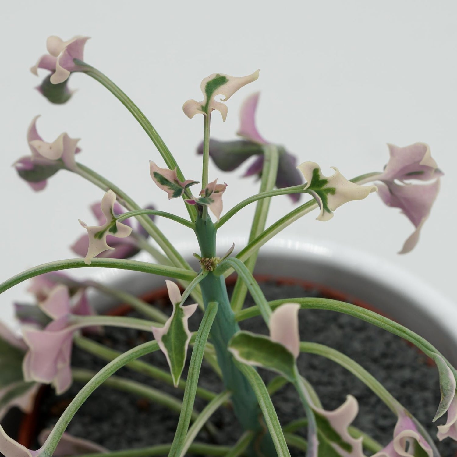 Senecio articulatus f. variegata - 8,5cm