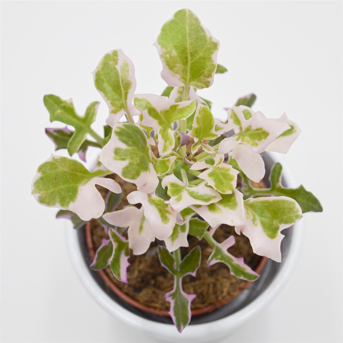 Senecio articulatus f. variegata - 8,5cm