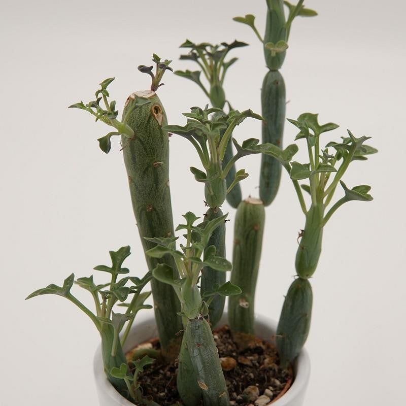 Senecio articulatus - 5,5cm