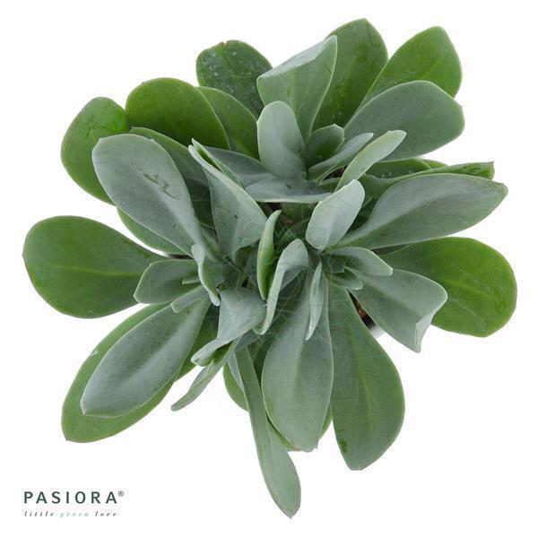 Senecio cephalophorus - 6cm