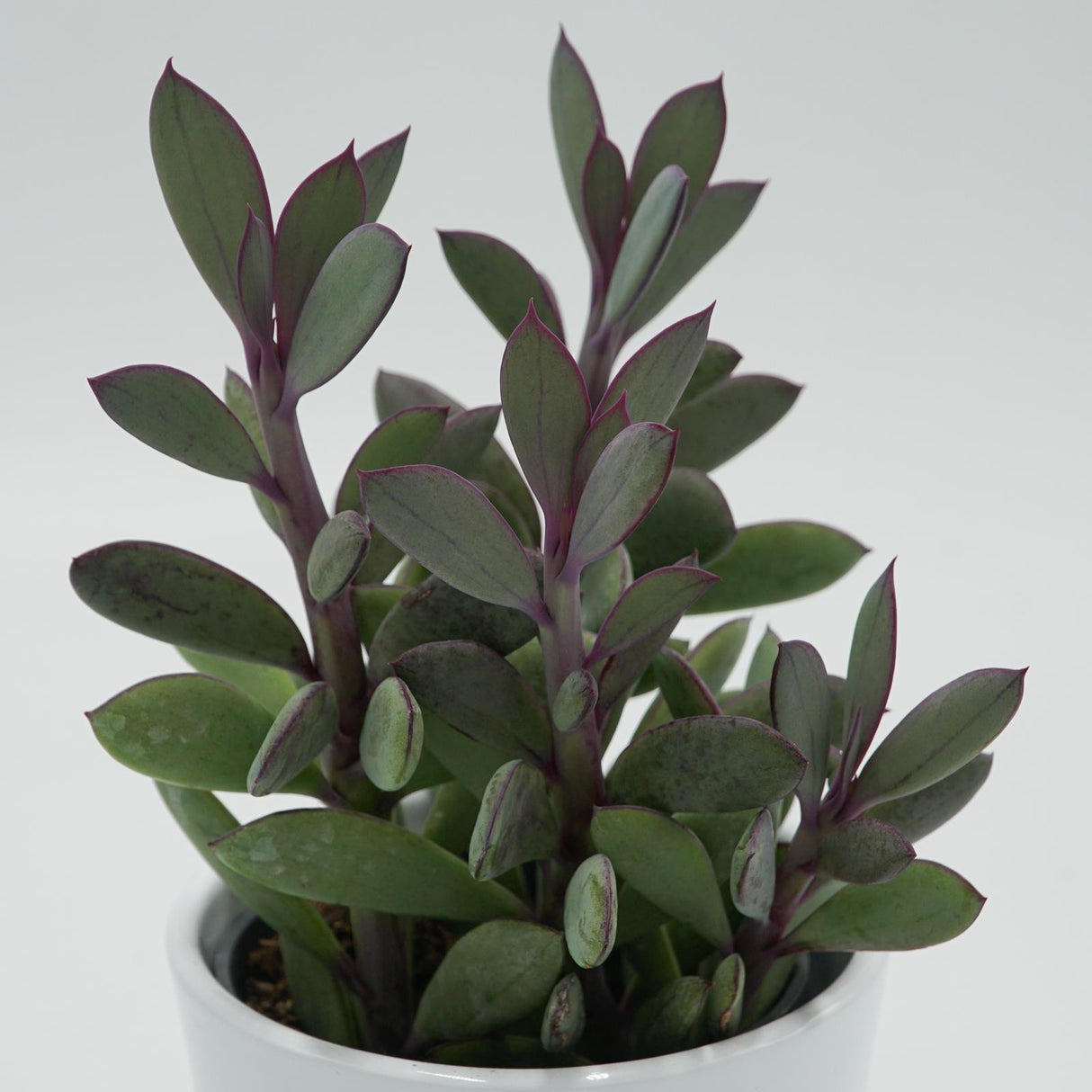 Senecio crassissimus - 8,5cm