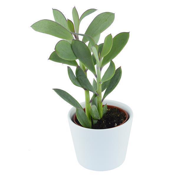 Senecio crassissimus - 6cm