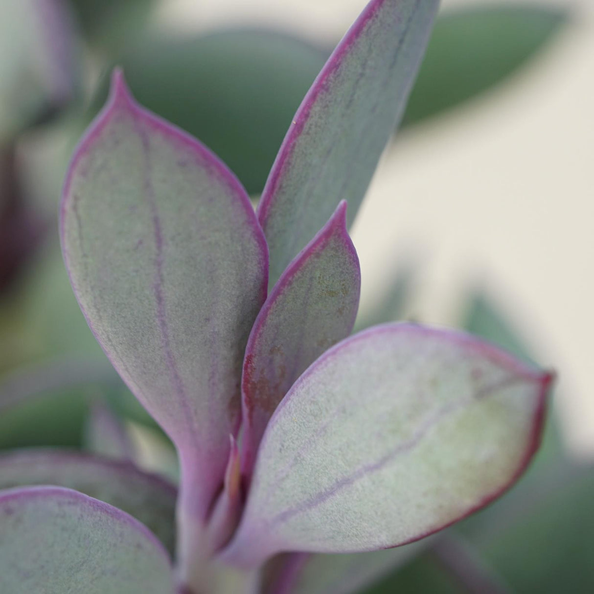 Senecio crassissimus - 8,5cm