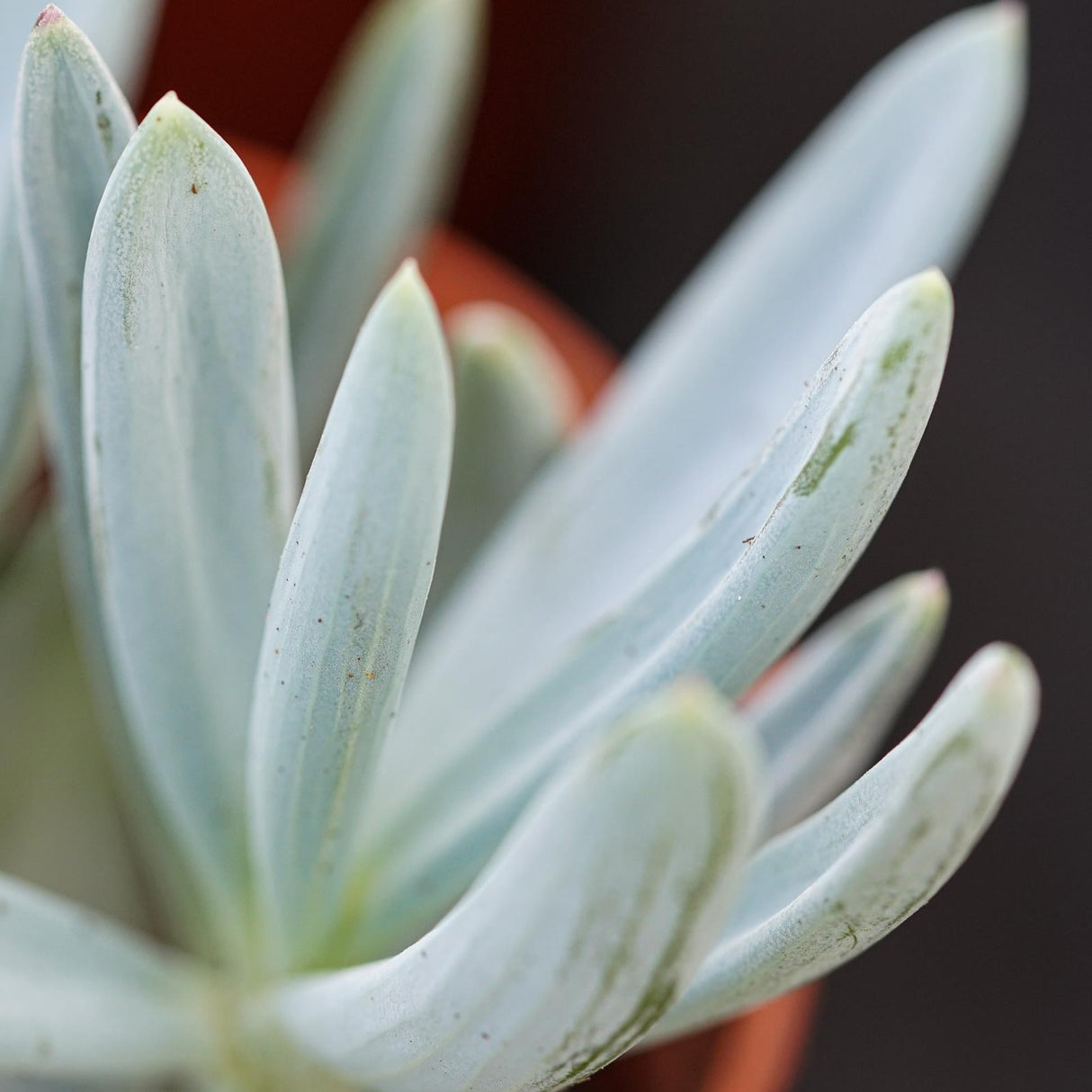 Senecio ficoides - 6cm