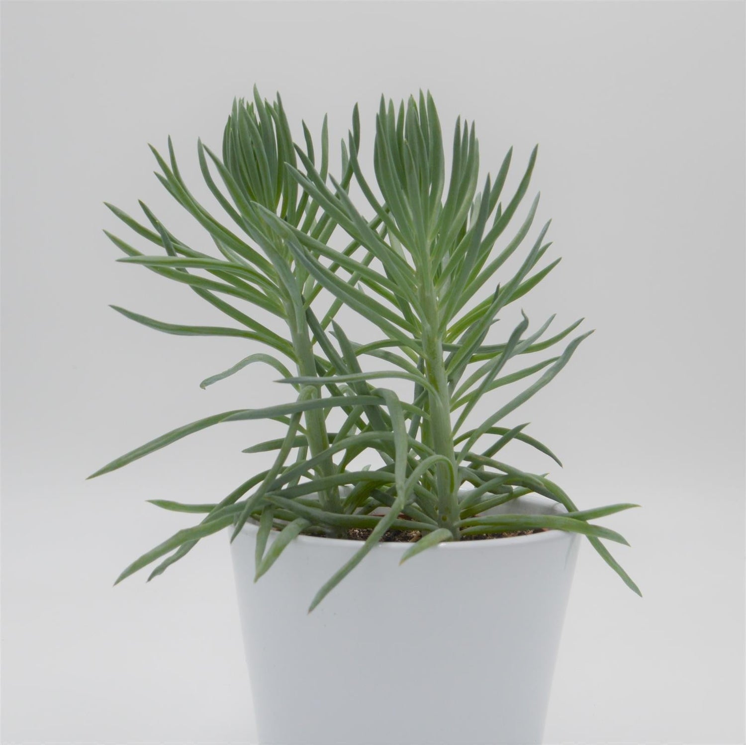 Senecio ficoides - 10,5cm