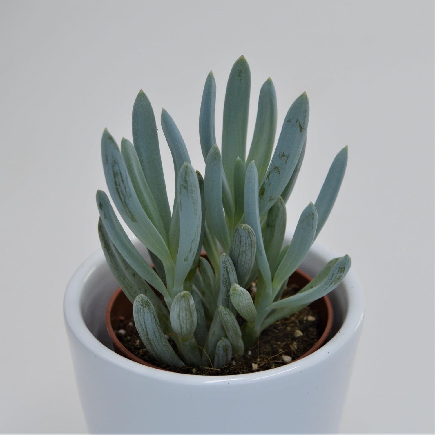 Senecio ficoides - 6cm