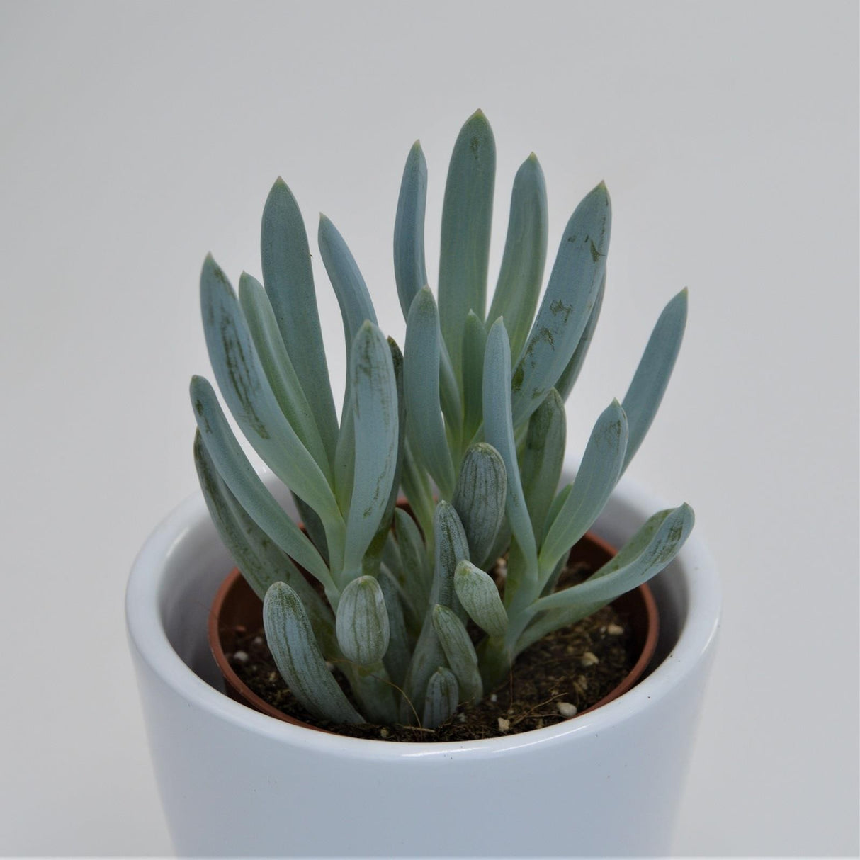 Senecio ficoides - 6cm