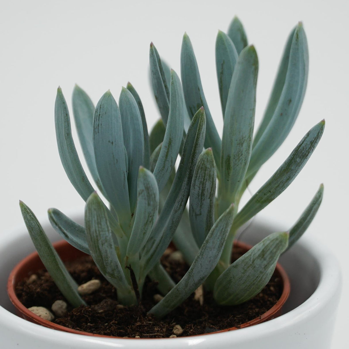 Senecio ficoides - 6cm