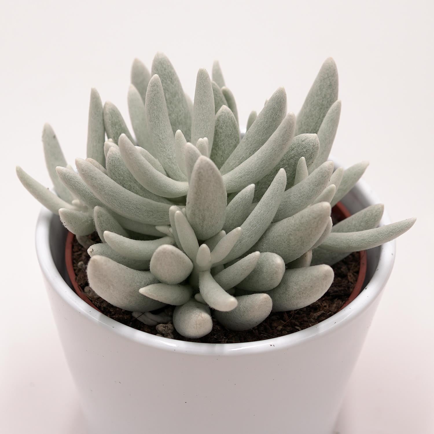 Senecio haworthii - 10,5cm