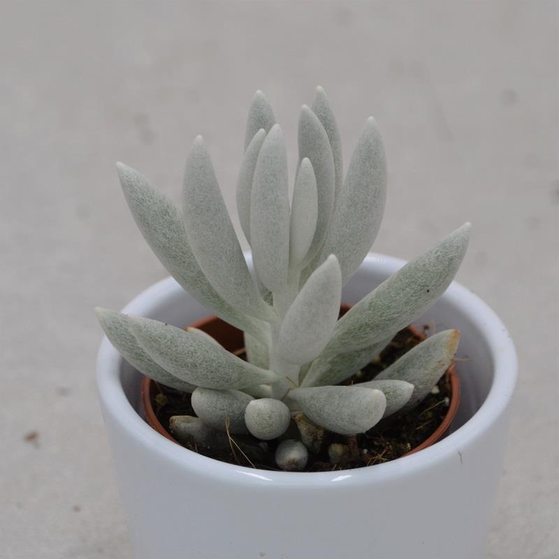 Senecio haworthii - 5,5cm