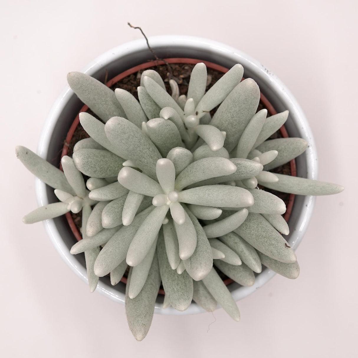 Senecio haworthii - 10,5cm