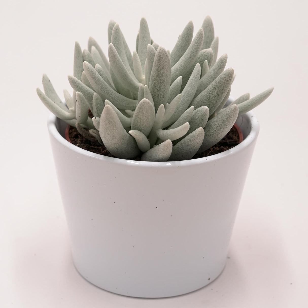 Senecio haworthii - 10,5cm