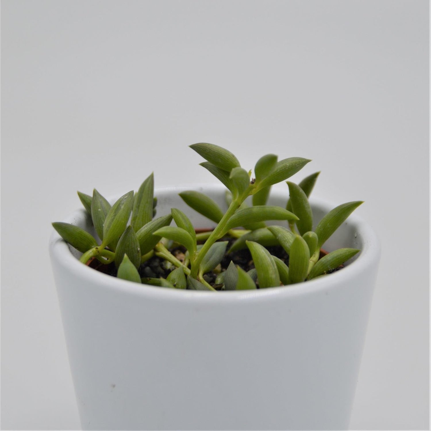 Senecio herreianus - 6cm