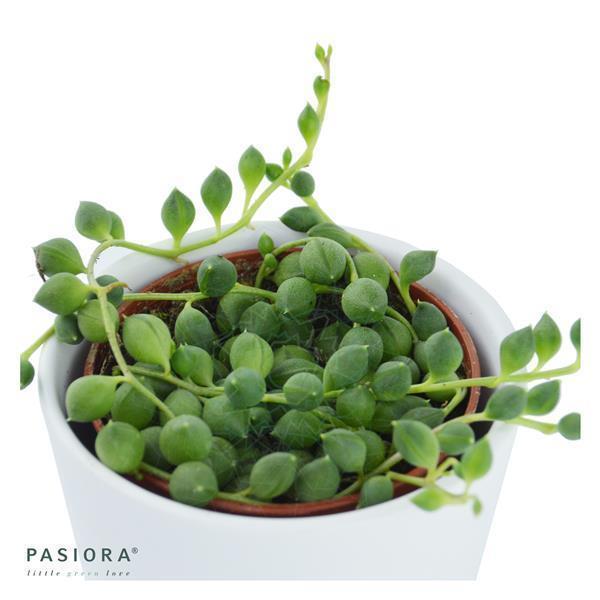 Ikarus Ampelsukkulenten