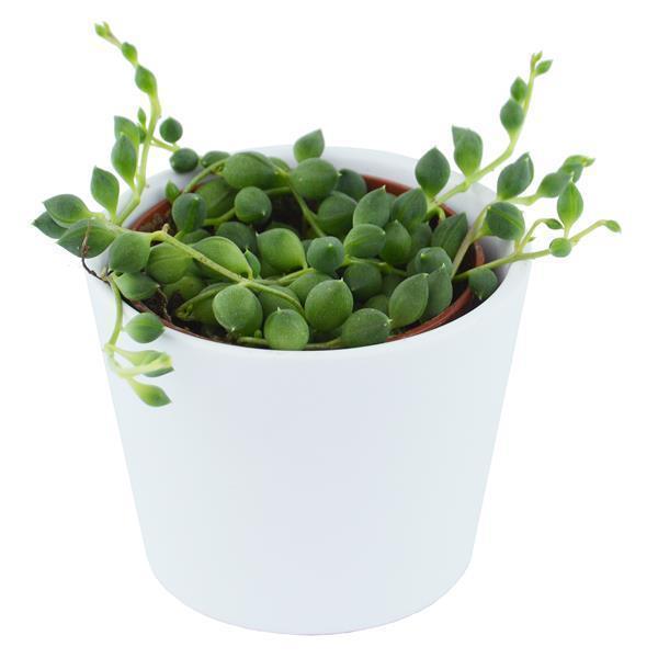 Senecio rowleyanus - 6cm