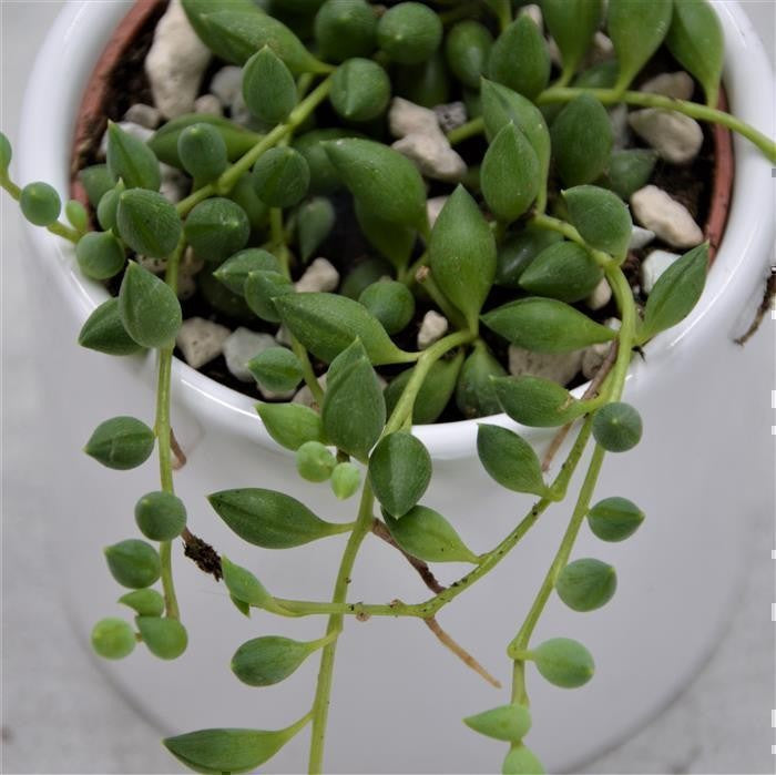 Senecio herreianus - 6cm