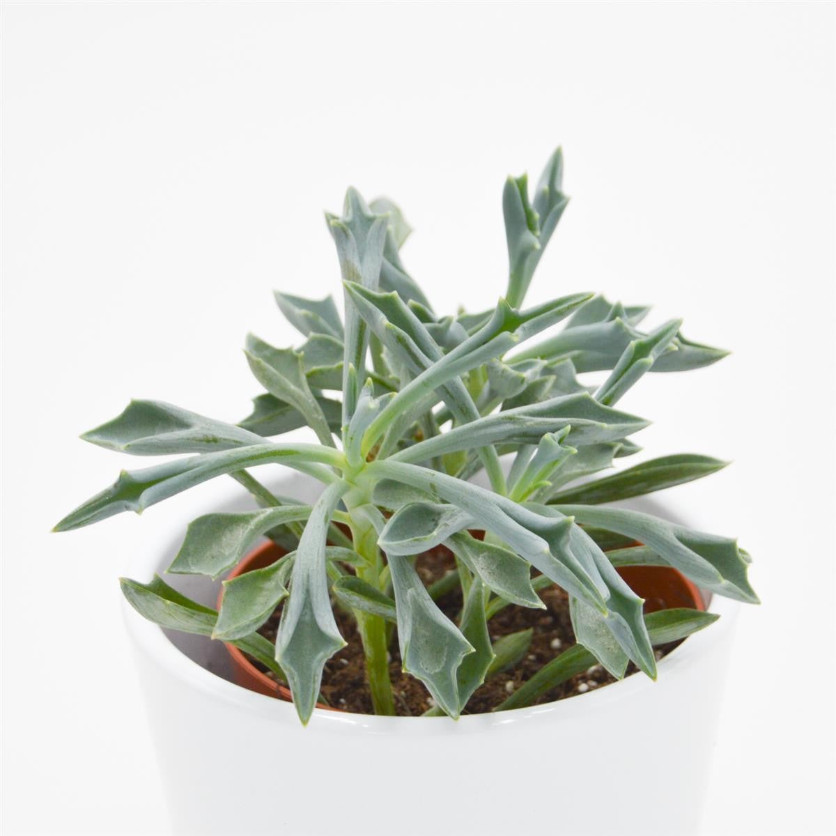 Senecio kleiniiformis - 8,5cm