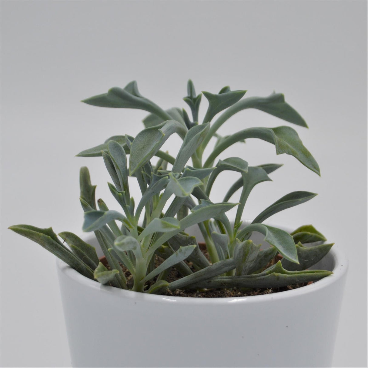 Senecio kleiniiformis - 8,5cm