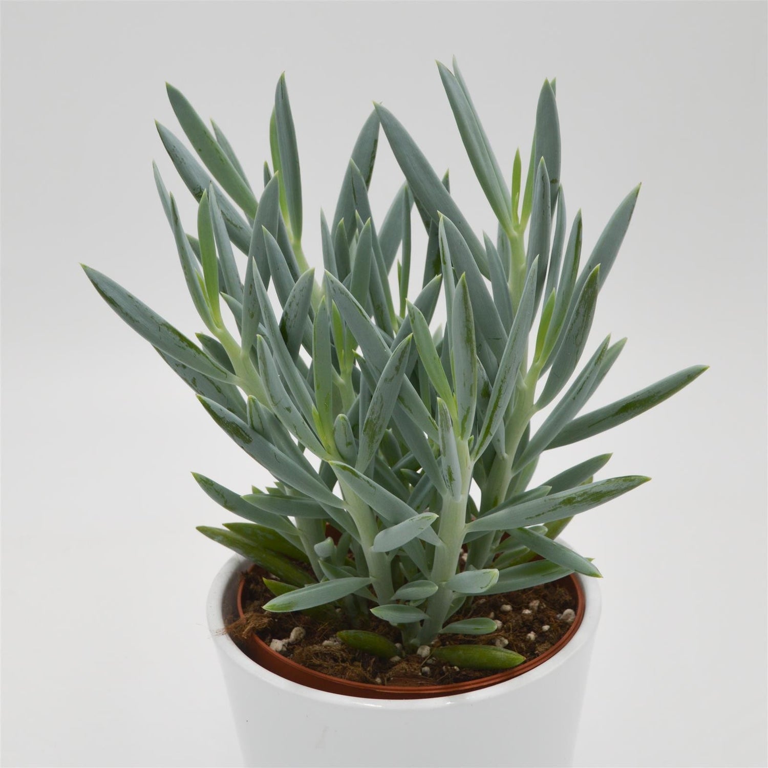 Senecio Mount Everest - 12cm
