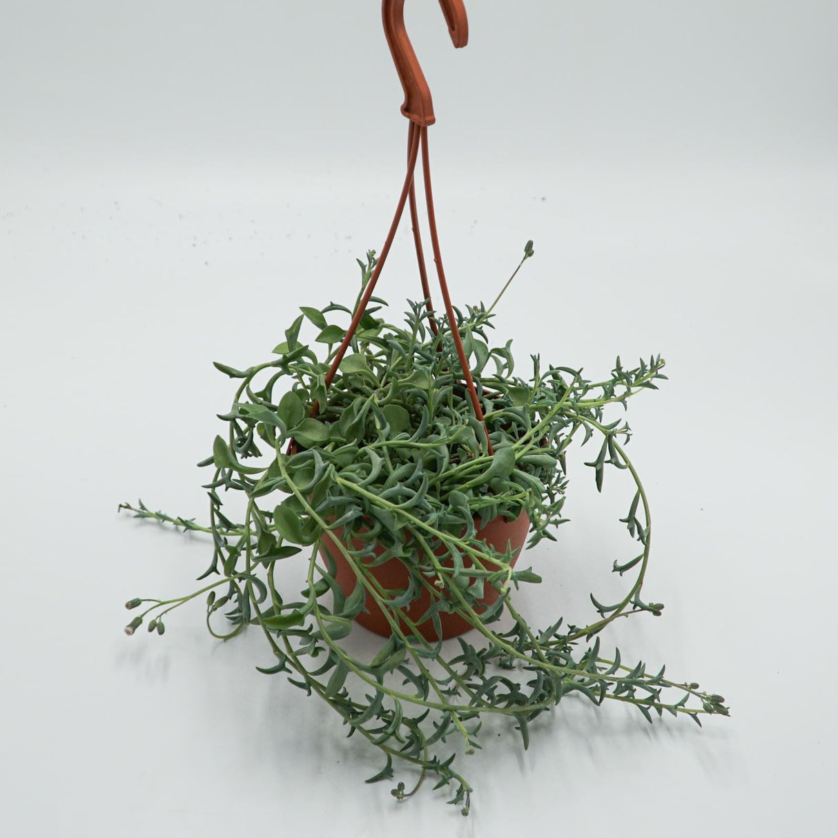 Senecio peregrinus - 12cm Ampel