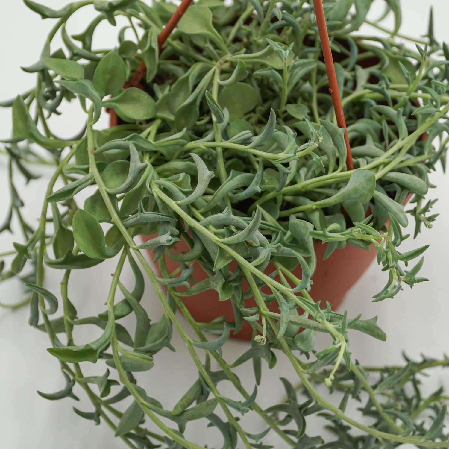 Senecio peregrinus - 12cm Ampel