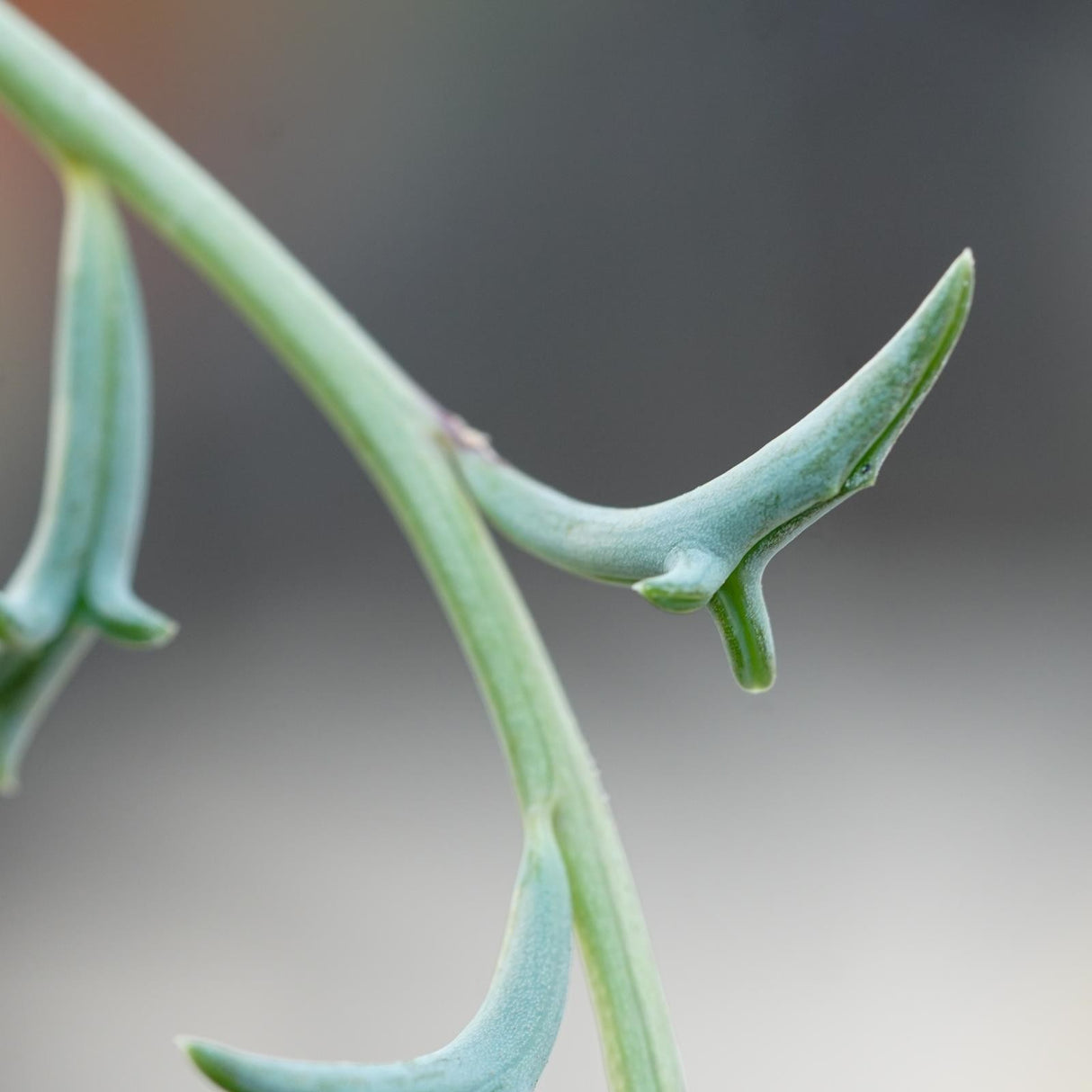 Senecio peregrinus - 15cm Ampel