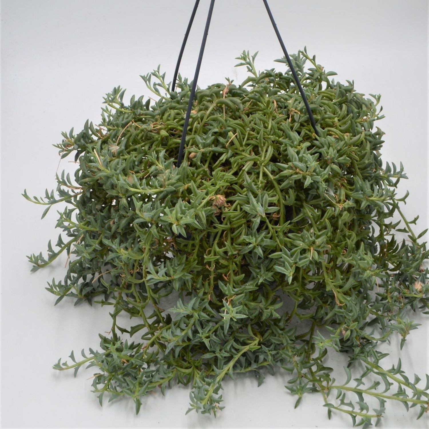 Senecio peregrinus - 15cm Ampel