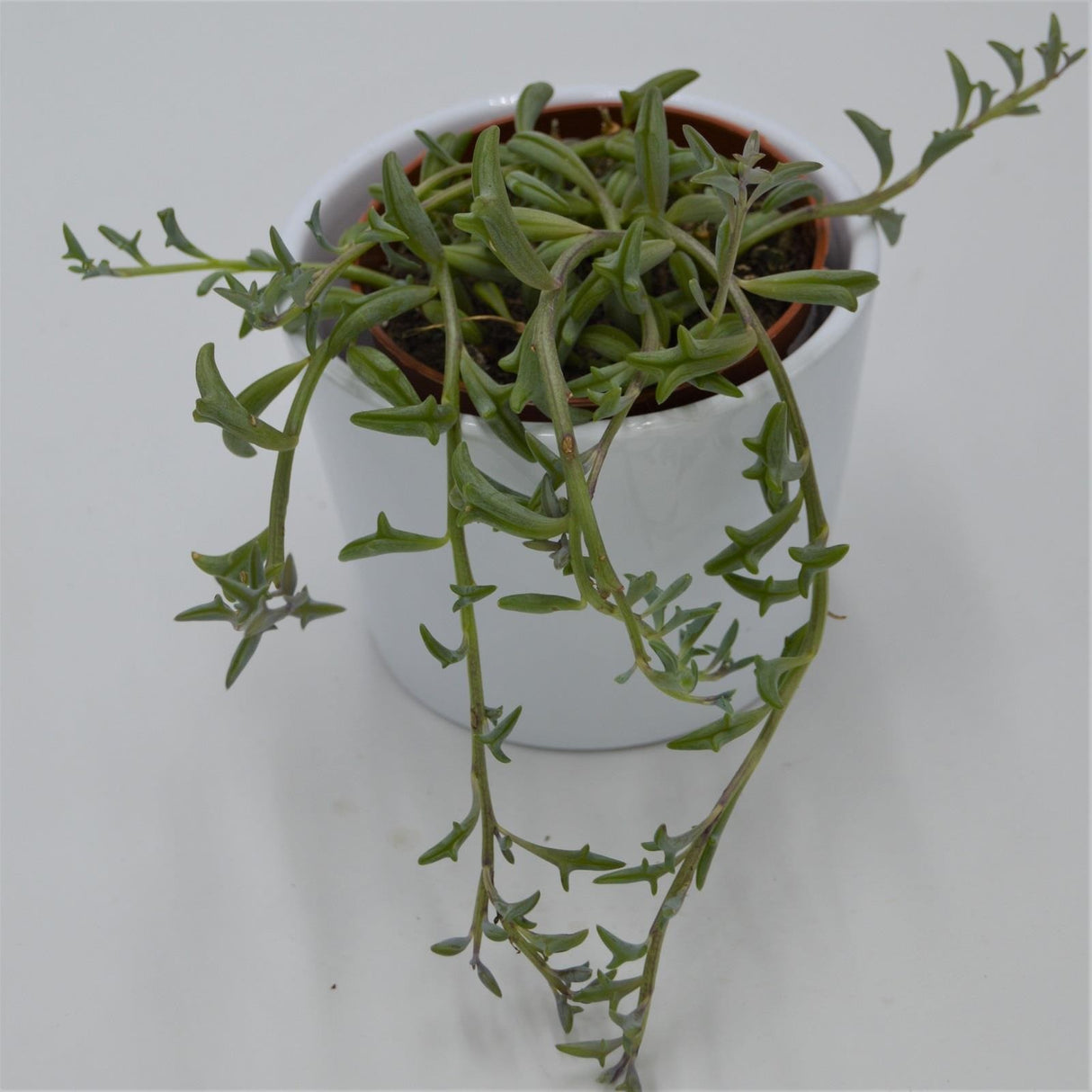 Senecio peregrinus - 8,5cm