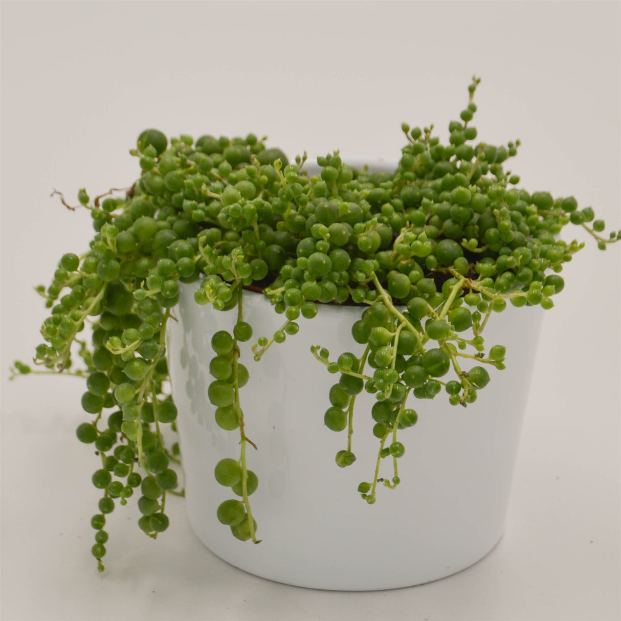 Senecio rowleyanus - 10,5cm